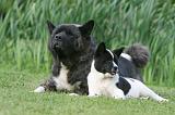 AKITA AMERICAIN 506